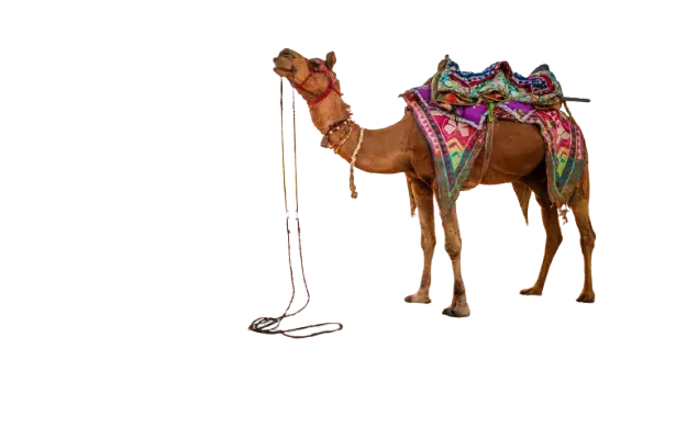 Camel ride