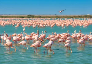 A massive flock of flamingos during a beautiful Al Wathba Wetland tour.