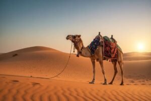 Camel ride experience in the Dubai desert during the morning
